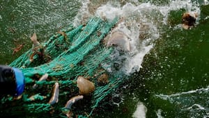 Danmarks Fiskeriforening i kikkerten for misbrug af dominans