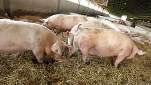 Svineproducenter: Danmark er et foregangsland for antibiotikaforbrug