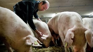 Svineproducenter: Systematisk retorik skal sætte svineproducenter i dårligt lys