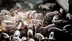 Kolmos: Ingen naturlov, at svin har MRSA