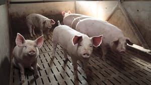 Dyrlæge: Svineproducenter er ikke skyld i udbredelsen af MRSA