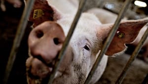 Politisk frustration: Svinebranche halter efter mål for dyrevelfærd