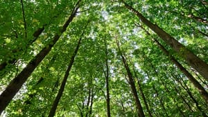 Dansk Fjernvarme: Brancheaftale sikrer at biomassen er grøn