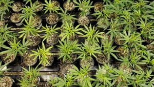 Kritik: Er ny cannabis-forening styret af økonomiske interesser?