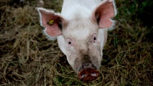 Danske Svineproducenter: En krølle på halen skaber ikke mere dyrevelfærd 