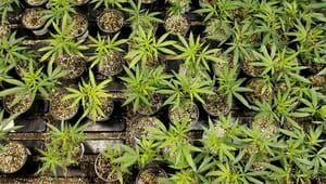 Cannabis-forening: Uden landbruget kan vi ikke forske