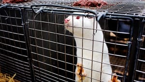 Kopenhagen Fur: Fantasien rækker ikke til et minkforbud