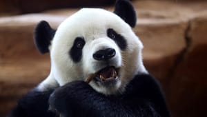 Kritik af WWF: I svigter klimakampen ved at fokusere på søde dyr