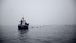 Dansk Akvakultur til Greenpeace: Regeringens havbrugspolitik er ansvarlig