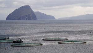 Greenpeace til Dansk Akvakultur: Der er intet grundlag for flere havbrug