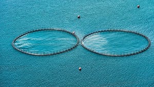 Greenpeace til Dansk Akvakultur: EU har ikke givet grønt lys til havbrugsplaner