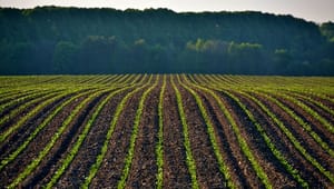 Det Økologiske Råd til Landbrug & Fødevarer: I råber højt og bliver hørt – men hvor er de konstruktive bud?