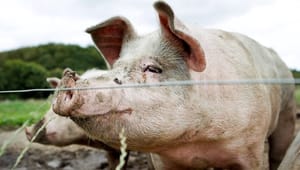 Dyrenes Beskyttelse: Danmark skal ikke kødføde verden 