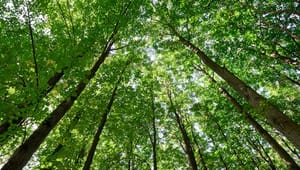 Slaget om skovene: Skal der gives plads til vindmøller, riverrafting og børnehaver?