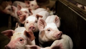 Danske Svineproducenter vælger ny formand