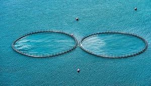 Dansk Akvakultur: Lad 2018 blive akvakulturens år