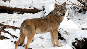 Ejrnæs: Det er egoistisk kun at se ulven som en fjende