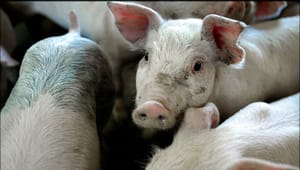 EU kritiserer dansk indsats mod halekuperede grise