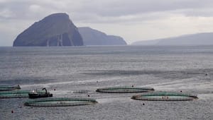 Vandløbsforkæmpere: Vi kan ikke længere stole på havbruget, og tilsynet er udfordret