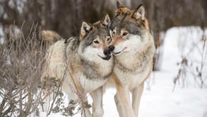 Biolog: Det kan vi lære af Norges erfaringer med ulve 