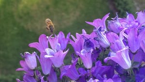 EU-agentur med stor undersøgelse: Omdiskuteret sprøjtemiddel truer bierne