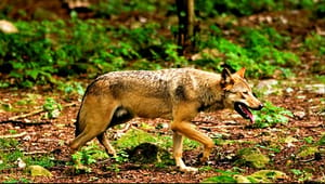 L&F: Vi bør kunne skyde ulven, når den truer naturplejen