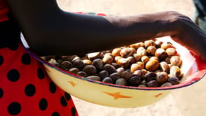 Kan disse nødder skabe velvære i Danmark og velfærd i Afrika?