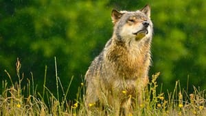 Rune Engelbreth: Uddriv den indre tøsedreng og acceptér ulve i dansk natur