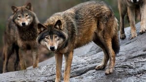 Landmand om ulve: Frygt på landet er åbenbart ligegyldigt 