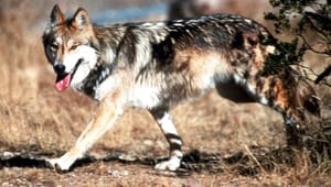 Biolog: Hykleriet fylder for meget i ulvedebatten