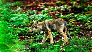 DF til Trine Torp: Hvor er din empati for de dyr og mennesker, der lever med ulven?