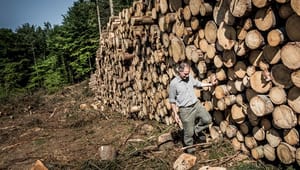 Dansk Energi: Kritikken af biomasse er helt ude i regnskoven