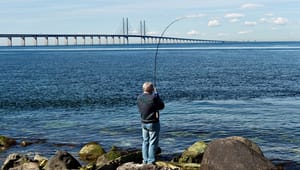 Sportsfiskere: Råstofindvinding truer lystfiskernes millionbidrag i Øresund