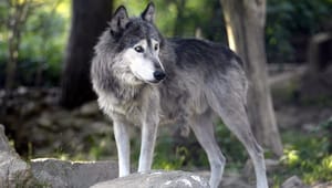 Rune Engelbreth: Danske ulve i store hegnede naturreservater? 