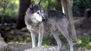 Vildtforvaltningsrådet i hård kritik: Politikere opfordrer til selvtægt mod ulven