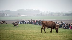 Europæisk landbrug frygter britisk told