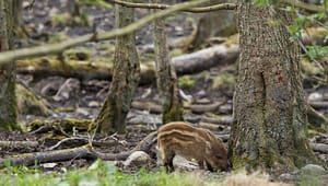 Peder Størup: Vildsvinehegn er en trussel mod andre arter