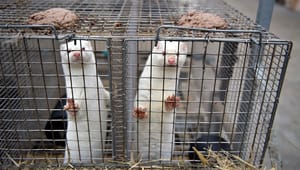 Antibiotika i minkproduktion stiger: Dyrenes Beskyttelse kræver gult kort-ordning