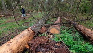 Skovbruget: Klimarådet overser biomassens muligheder