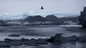 Greenpeace om Ilulissat: Beskyttelsen af Det Arktiske Ocean er deprimerende