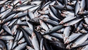 Dansk Akvakultur: Greenpeace mangler dokumentation i skræmmekampagne