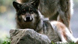 Landbrug & Fødevarer: Det haster med ny forvaltningsplan for ulve