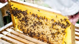 Danske eksperter: Usikkert om forbud mod sprøjtemiddel vil redde bier