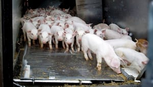 Fødevarestyrelsen har ikke sanktioneret brud på dyretransporter: "Dybt beklageligt"