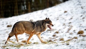 Lækket udkast: Sådan vil regeringen regulere ulven