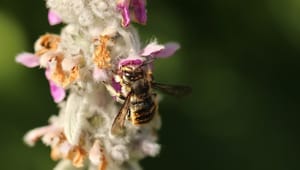 Lone Andersen: Vi skal give bierne en hånd