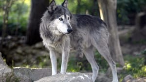 Regeringens ulveudspil skuffer landbruget: Vi kan stadig ikke skyde ulven