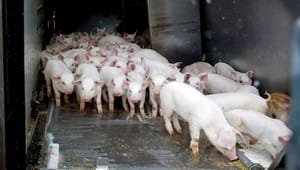 Millionbesparelser svækkede kontrol med dyretransporter