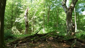 WWF: Er skoven stadig urørt, når træerne bliver fældet?