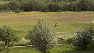 Naturbeskyttelse.dk: Udtagning af landbrugsjord kan blive truede arters redning